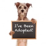 Terrier Mix Dog Holding Adoped Sign