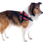 shetland dog and harness