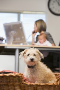 Dog sitting in home office with woman holding baby in background