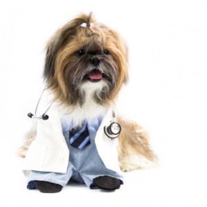 Dog as A Doctor