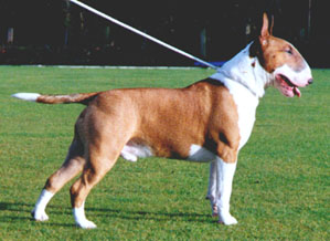 English Bull Terrier 1