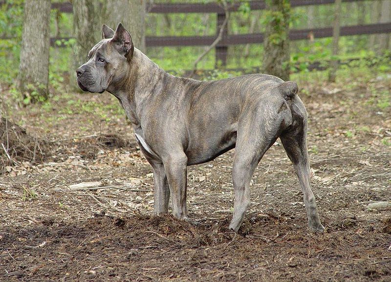 hunting with cane corso