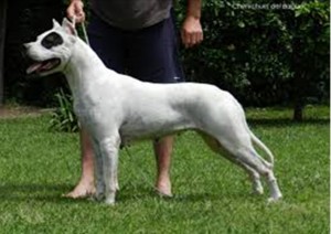 Dogo Argentino side view