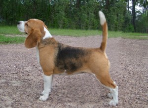 beagle 1