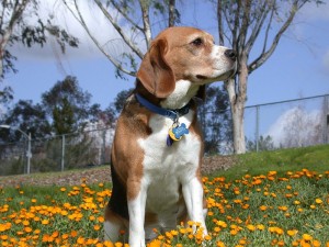 beagle 2