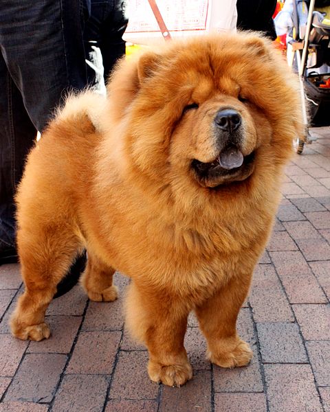55+ What Are Chow Chows Bred For