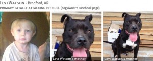 levi-watson-2013-fatal-pit-bull-attack-photos