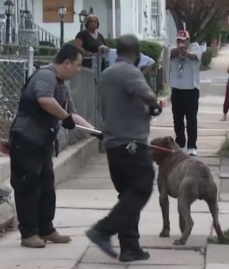 Family Cane Corso Dog Critically Mauls 3 Year Old While