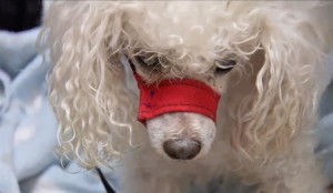Bobo-The-Poodle-Saves-The-Day-Goes-Home-665x385