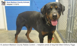 adopted-rottweiler-killed-anthony-riggs-jrc-1