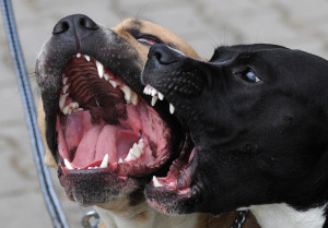 Pitbull dogs bark during the Prague Pitb