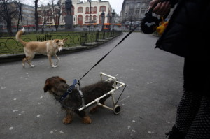 home-made-dog-wheelchair