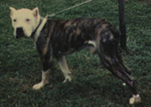 Mac the Masher, “Alan Scott’s foundation dog for his performance line of American bulldogs circa 1960.” (Craven Desires.)